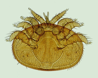 Varroa destructor: el enemigo silencioso de las colmenas