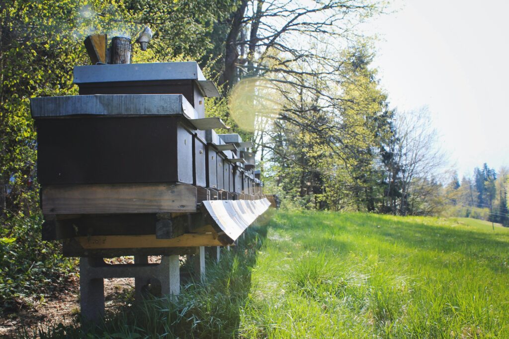 Beehives lined up in a sunny forest clearing, ideal for honey production.